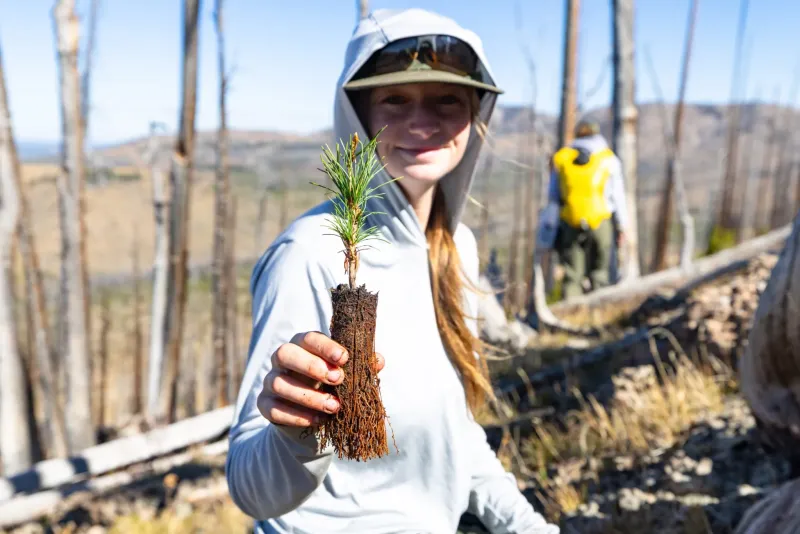 Federal project aims to restore Greater Yellowstone's whitebark pine forests