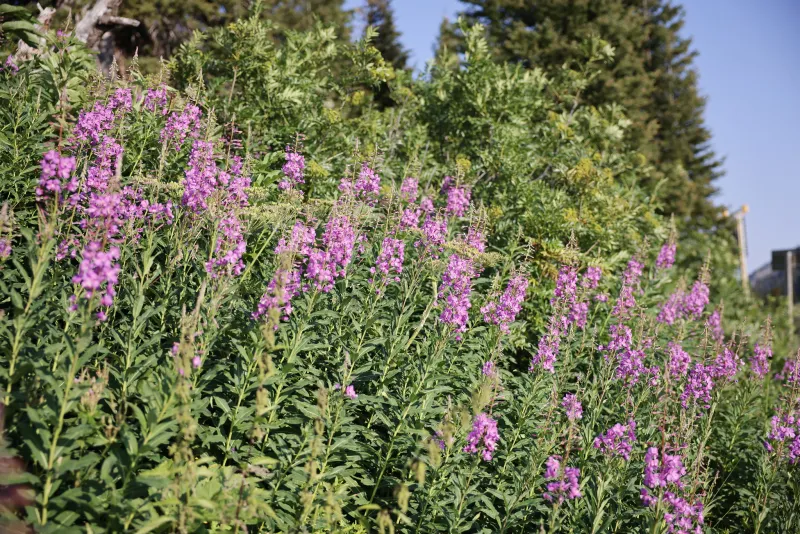 SNAPPED: Fireweed thrives along Teton Pass