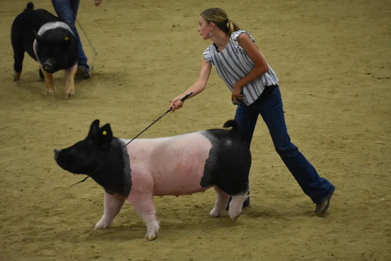 Campbell County Fair Enters Final Weekend with Packed Schedule of Shows, Pageantry and Family Fun