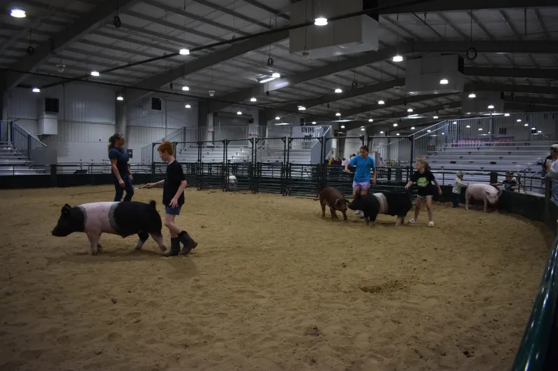 Campbell County Fair shows off livestock, trade show