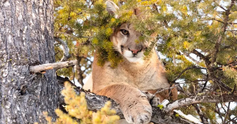 Blast from the Past: Casper's college vote was almost derailed and a mountain lion made headlines