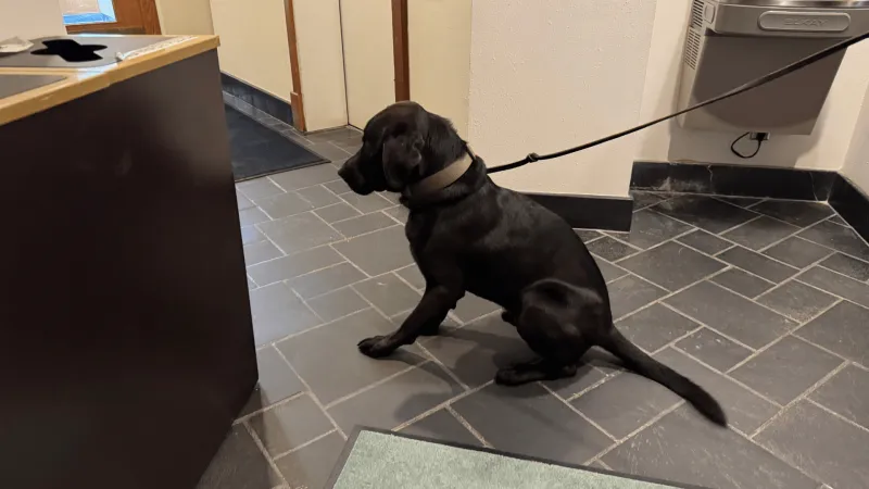 Police welcome drug-detecting dog Sid