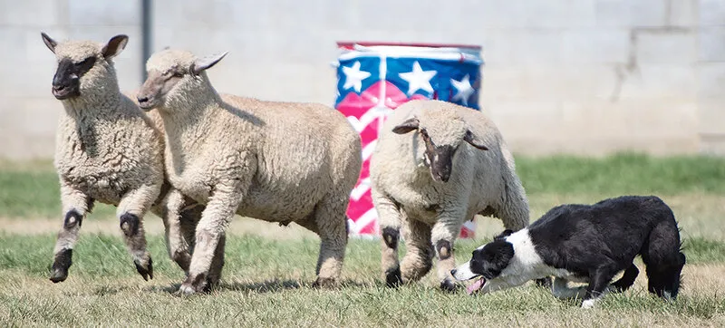 Celebrating wool: Growers Association opens doors in area ag industry