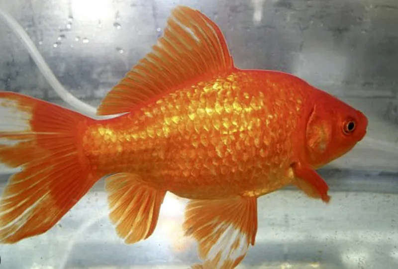 Wildlife managers: Don't release county fair goldfish in the wild
