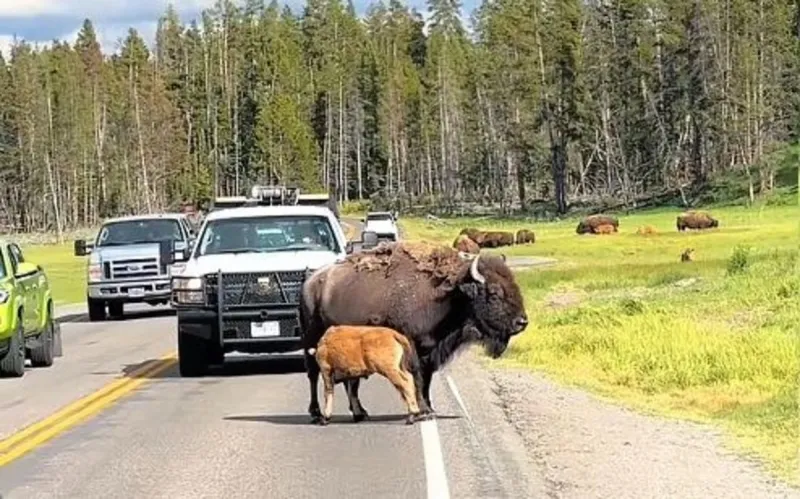 When Mama Feeds Baby Wyoming Traffic Stops
