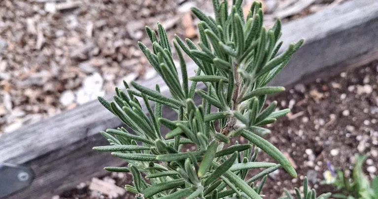 Rosemary may make you rule the roost