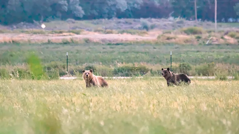 Two sub-adult grizzlies wander into Powell area near sheep and cattle operations