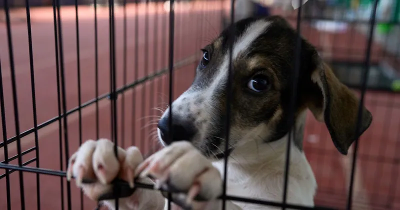 Hundreds of animals rescued after wildfire near Athens
