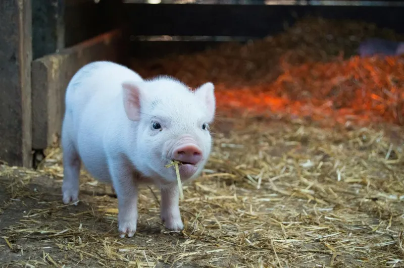 Gruner's Ham And Jam Pig Races Are Coming Back To Casper