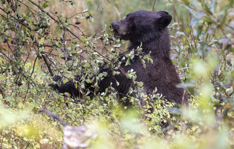 Black bear that tried to enter campers' tents in Bighorn National Forest has been killed