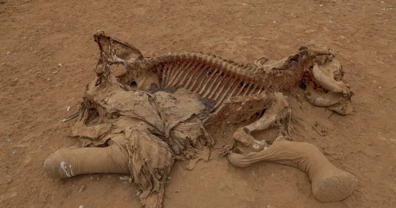 Farmers in Kenya dispute that cyanide poisoning could have killed 16 elephants