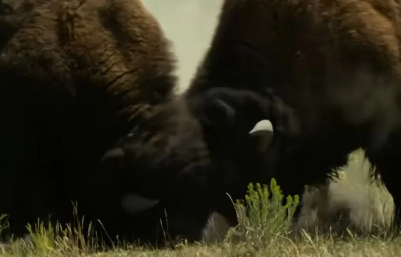 WATCH: Bison Rutting Season In Full Swing At Yellowstone