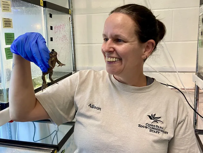 'It's Wyoming's toad': Inside a multi-state effort to save a humble species from extinction
