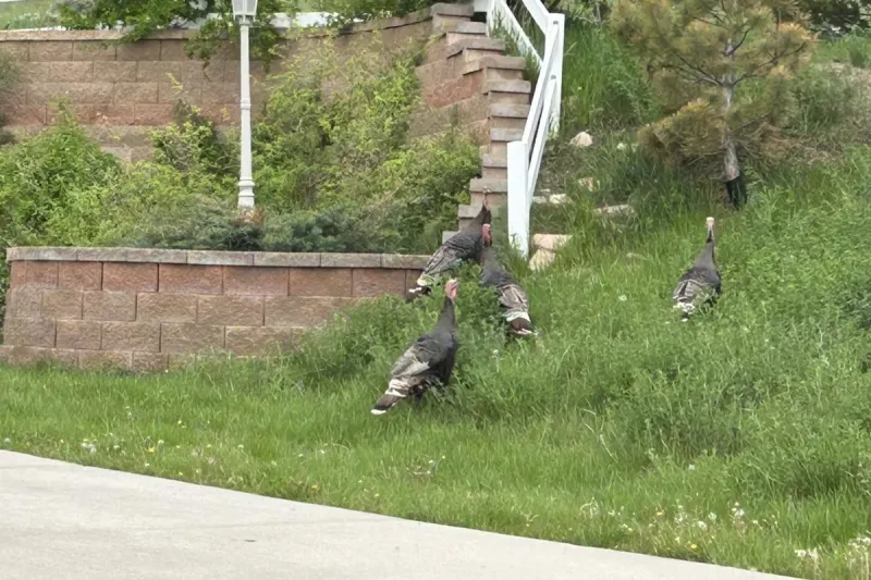 Wild Animals Roam Casper Streets, But Feeding Them Breaks City Law