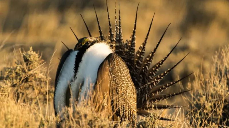 Game and Fish: Sage-grouse leks saw decreased attendance in spring