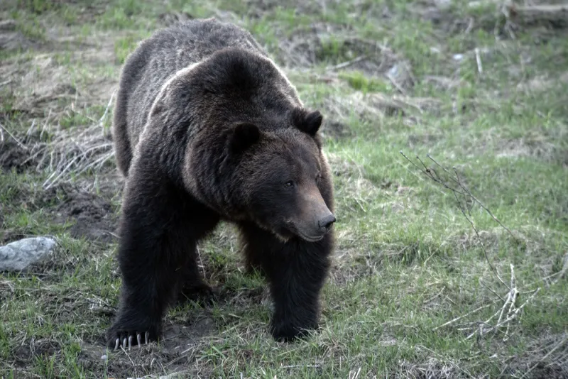 Think your dog makes you safer in bear country? The data say otherwise.