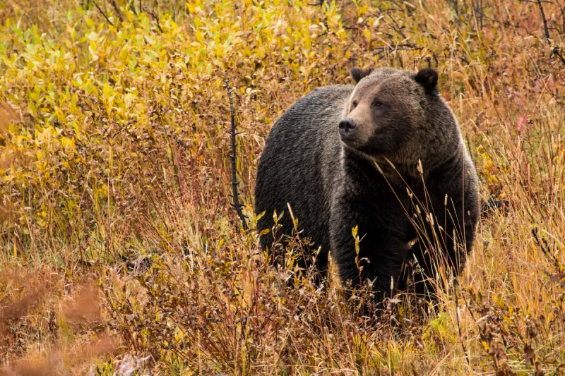 State management of grizzlies would be a disaster