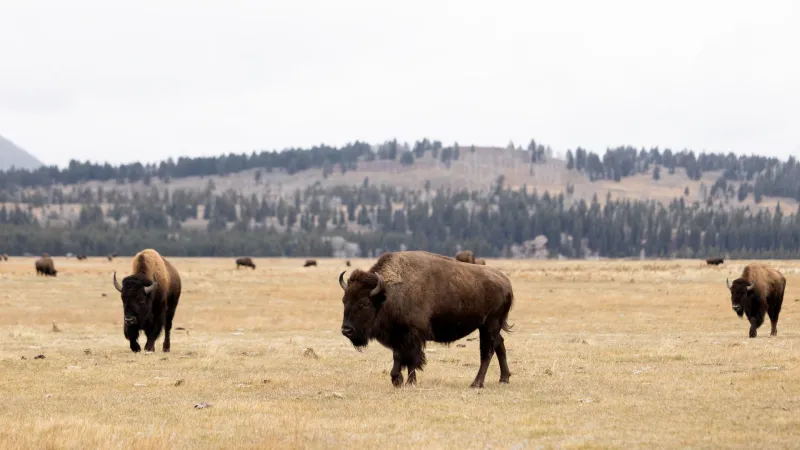 Wyo state archaeologist involved in new study on genetic history of bison