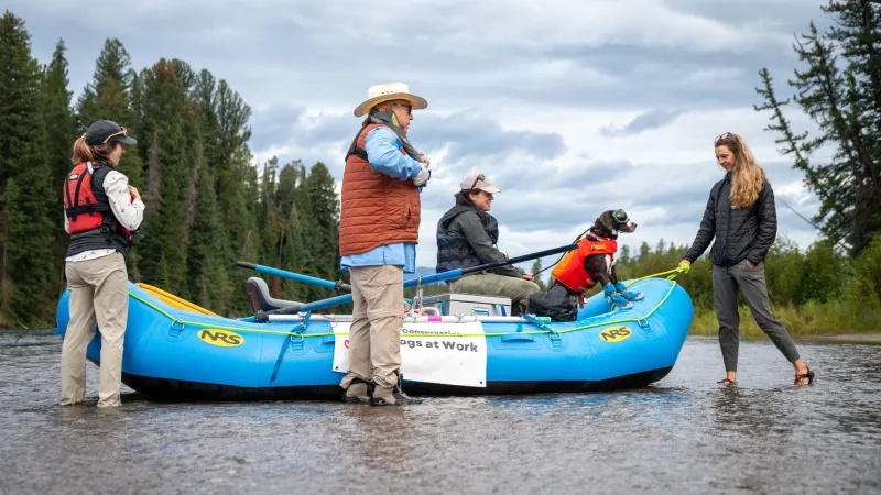 JHWMA Snake River Project 25 year celebration with working dogs for conservation!