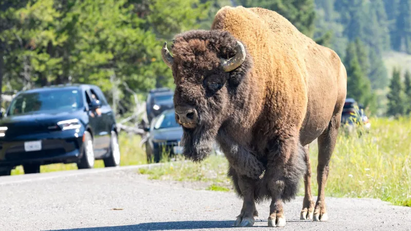July visitation in Yellowstone shows 2% decline from last year