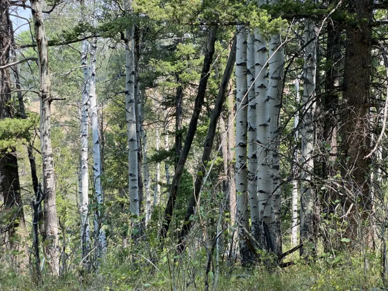 Wordless Wednesday: Aspen Views