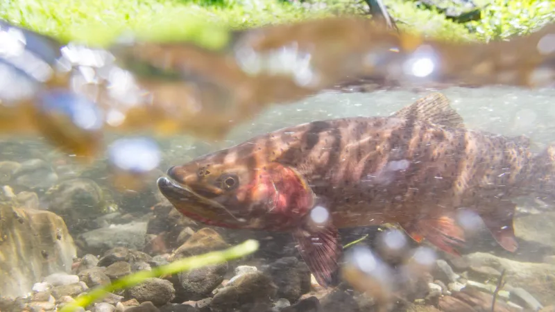 Yellowstone lifts most heat-related fishing restrictions