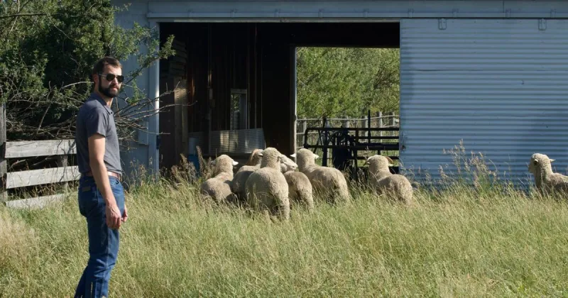 Montana State University launches a new Wool Lab to revive an old industry