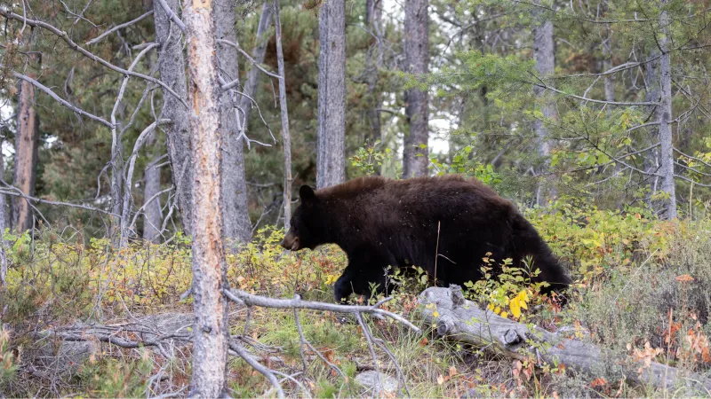 Tips for reducing human-bear conflicts from Bear Wise