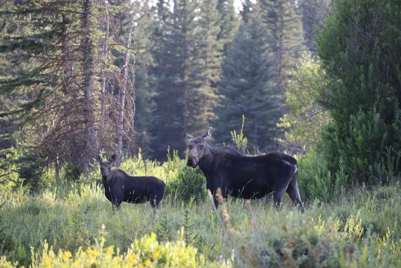SNAPPED: Moose cow, calf dine al fresco