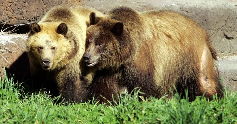 California lawmakers kill grizzly bear reintroduction bill