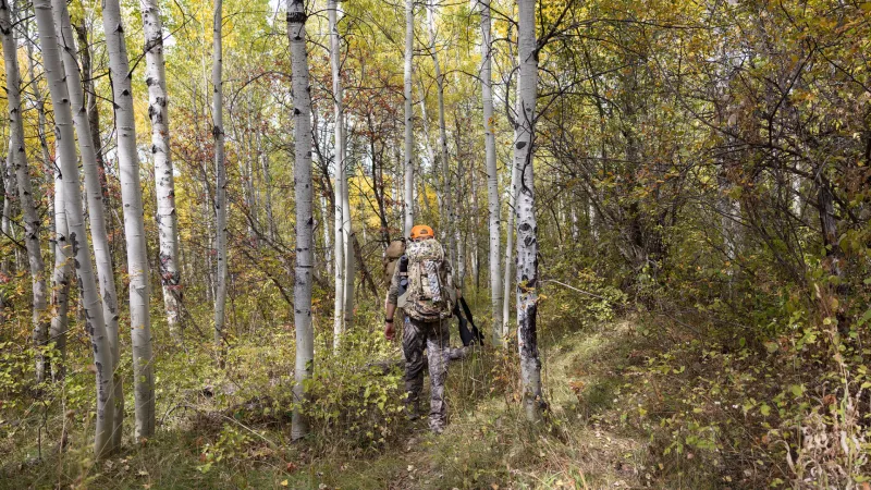 As hunting season nears, consider CWD, bear activity