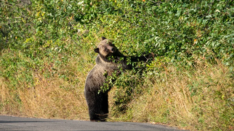 Pathway planned along Moose-Wilson Road in GTNP