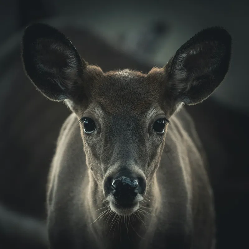 CWD Is Spreading In Wyoming And WGFD Needs Your Help
