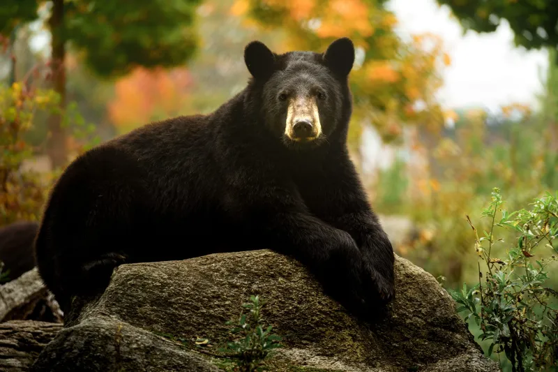 Young black bear captured and relocated in Gillette