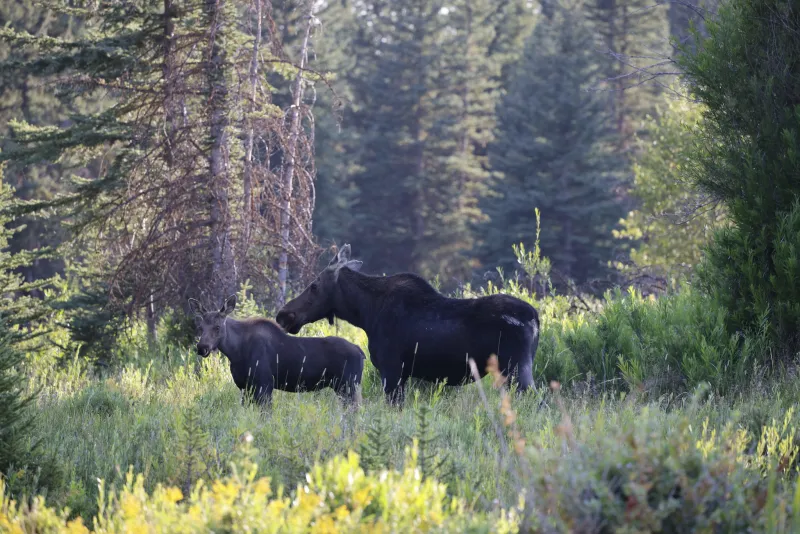 Talk with Town to address ecosystem health indicator report