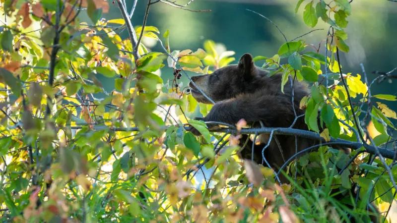 Time to secure attractants: Bear munches on bird feed in East Jackson