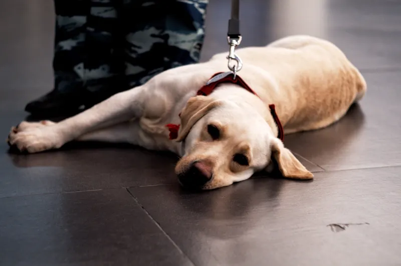 Join Paws With A Purpose In Casper To Help Families And Service Dogs