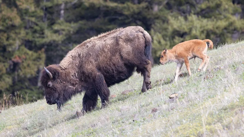 SNAPPED: Get familiar with baby animal names in Grand Teton