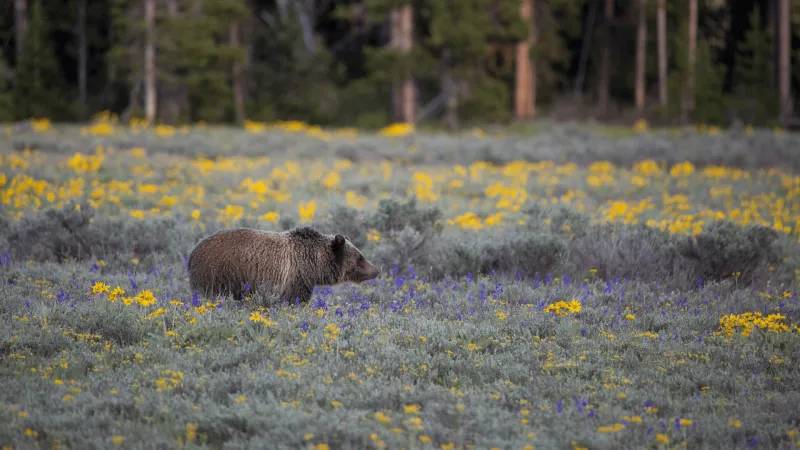 Think your dog makes you safer in bear country? The data say otherwise
