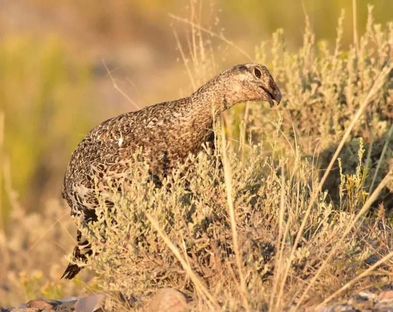 Wyoming sage grouse slumped in 2026, as long-term trendline also points down