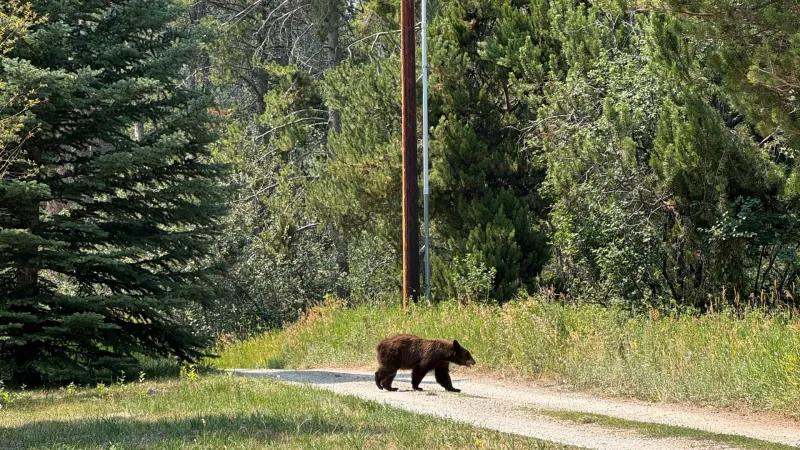 WGFD: Bears 'traveling widely in search of resources'