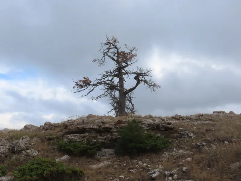 Wordless Wednesday: High Country Witness