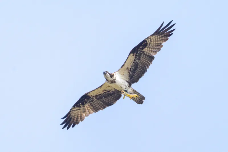SNAPPED: Osprey totes gasping trout over Yellowstone