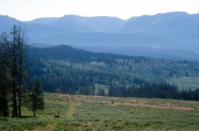 Trump administration plan could bring new roads to pristine woods covering 4% of Wyoming