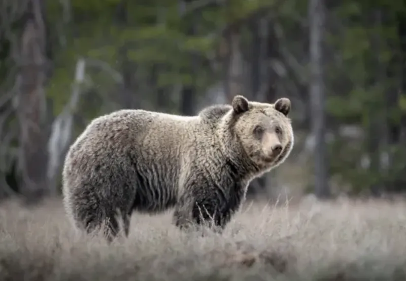 U.S. Fish and Wildlife anticipates adverse impacts on grizzlies from Moose-Wilson pathway