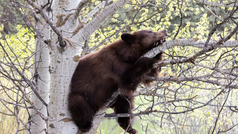 Black bear hit and killed on Teton Pass as hyperphagia activity ramps up