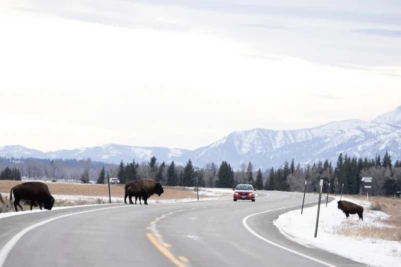 Explainer: What to do in the event of a wildlife-vehicle collision
