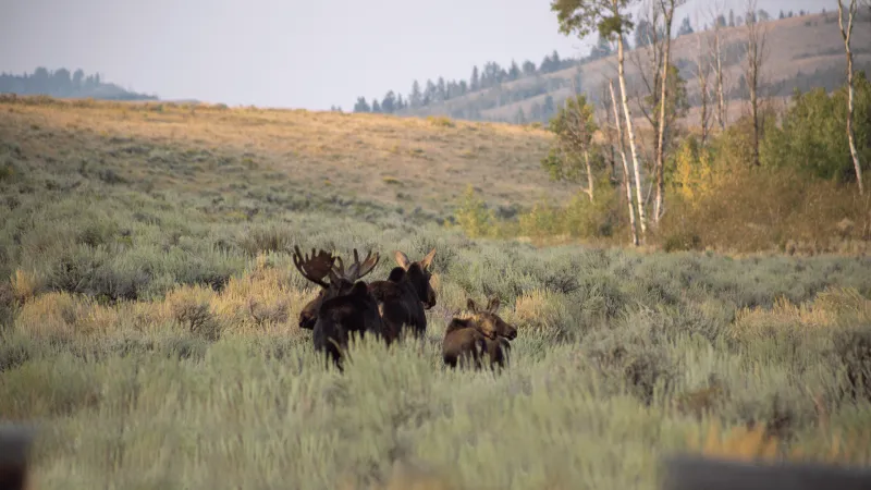Reader Poll: Tell us about your memorable wildlife encounters
