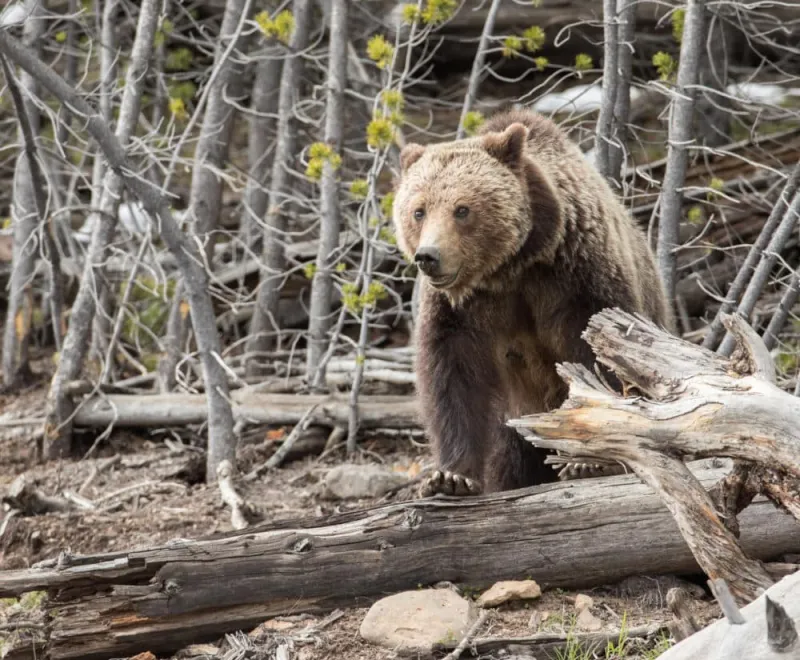 States take the wheel in grizzly recovery