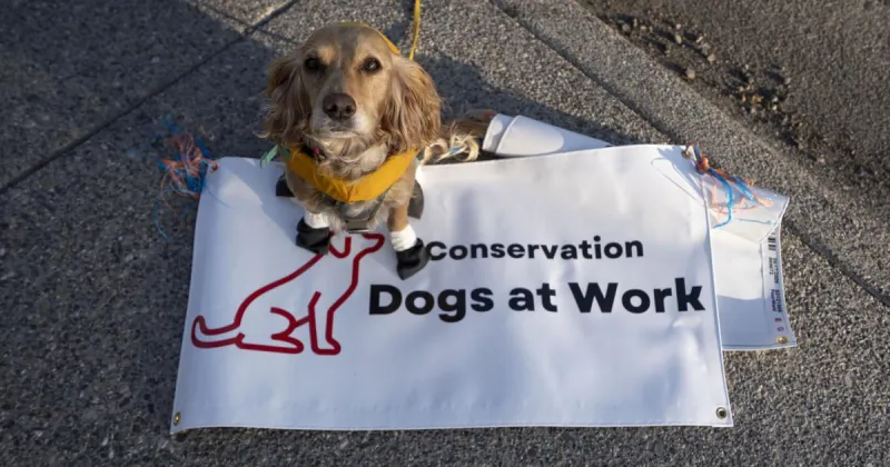 Good dog!